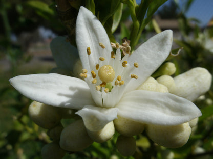 Peshwar Orange Flower